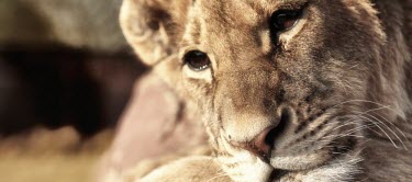 Close up of a lion resting cat,cats,feline,felidae,predator,carnivore,big cat,big cats,lions,vertebrate,mammal,mammals,terrestrial,Africa,African,savanna,savannah,safari,relax,relaxing,nap,rest,resting,lying,face,close up,portr