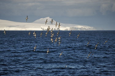 Cape petrel flock flying over the Antarctic ocean flock,flying,in flight,fly,wings,cold,Antarctica,snow,ice,ocean,sea,seabird,seabirds,bird,birds,birdlife,Cape petrel,Daption capense,Chordates,Chordata,Procellariiformes,Albatrosses, Petrels,Procellar