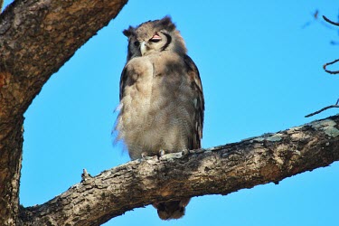 Giant eagle-owl eagle owl,giant eagle owl,Africa,bird of prey,birds of prey,predator,talons,carnivore,hunter,tree,Strigidae,Tytonidae,owl,owls,snooze,asleep,nap,sleepy,Giant eagle-owl,Bubo lacteus,Verreaux's eagle-ow