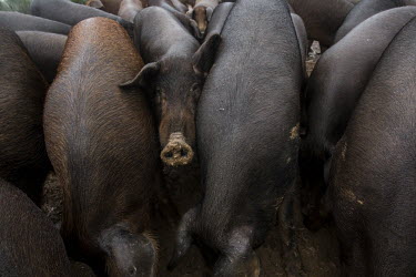 Black pig farming has little impact on the lynx territory Animalia,Chordata,Mammalia,Cetartiodactyla,Suidae,Sus scrofa domesticus,Sus domesticus,domestic pig,pig,farm animal,livestock,farming,pigs,Iberian pig,mud,muddy,dirt,face,snout,nose,Domestic pig