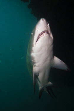 Sand tiger shark cruising the reef shark,sharks,elasmobranch,elasmobranchs,elasmobranchii,predator,marine,marine life,sea,sea life,ocean,oceans,water,underwater,aquatic,sea creature,belly,underside,white,counter shading,teeth,Sand tige