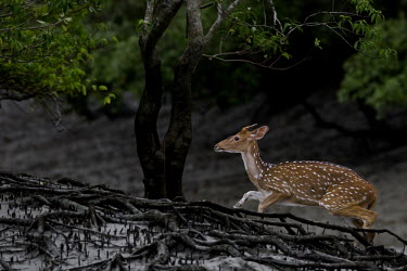 Chital crossing through mangrove herbivores,herbivore,vertebrate,mammal,mammals,terrestrial,ungulate,deer,deers,ruminant,Axis deer,Indian spotted deer,spotted deer,mud,mangroves,mangrove,spotted,running,forest,Chital,Axis axis,Chorda