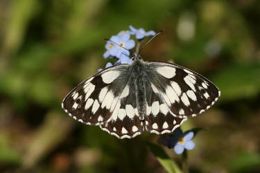 Marbled white butterfly macro,nature,Animalia,Arthropoda,Insecta,Lepidoptera,butterfly,butterflies,insect,insects,invertebrate,invertebrates,satyridae,melanargia galathea,marbled white,satyrinae,satyrid,Marbled white,Melanar