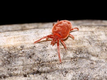 Red Spider Mite red,macro,nature,spider,arachnid,arachnida,mite,red spider mite,mites,Balaustium murorum,Red Spider Mite,RAW,Mite