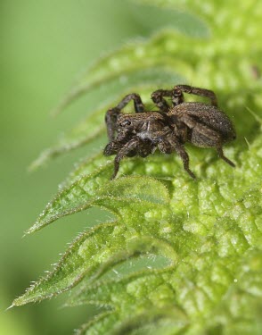 A spider poised on a leaf macro,Animalia,Arthropoda,Chelicerata,Arachnida,Araneae,spider,spiders,invertebrate,invertebrates,arachnid,arachnids,close up,leaf,Spider,RAW