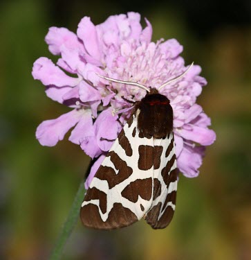 Garden tiger moth macro,nature,insect,tiger,Animalia,Arthropoda,Insecta,Lepidoptera,insects,invertebrate,invertebrates,moth,moths,arctia caja,tiger moth,garden tiger,Garden tiger moth,Arctia caja,RAW,Garden Tiger moth