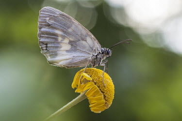 Marbled white butterfly Animalia,Arthropoda,butterflies,butterfly,insect,Insecta,insects,invertebrate,invertebrates,Lepidoptera,macro,marbled white,melanargia galathea,nature,satyrid,satyridae,satyrinae,antenna,antennae,Marb