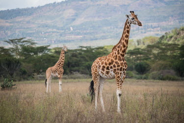 South African giraffe, Africa Terrestrial,ground,patterns,patterned,Pattern,Grassland,environment,ecosystem,Habitat,savannahs,savana,savannas,shrubland,savannah,Savanna,reticulated,coloration,Colouration,Giraffa camelopardalisgir