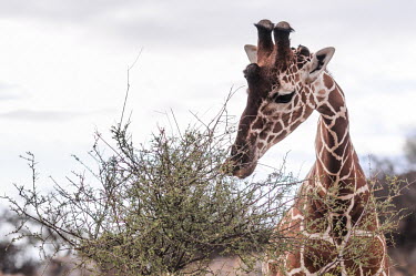 Giraffe eating shoots and leaves, Kenya Giraffe,Giraffa camelopardalis,Even-toed Ungulates,Artiodactyla,Chordates,Chordata,Mammalia,Mammals,Giraffidae,Giraffes,Terrestrial,Africa,Cetartiodactyla,Savannah,Herbivorous,Endangered,camelopardali