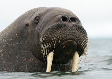 Walrus - Norway Walrus,Odobenus rosmarus,Carnivores,Carnivora,Chordates,Chordata,Walruses,Odobenidae,Mammalia,Mammals,Morse,MORSA,Ocean,Snow and ice,Atlantic,Animalia,Coastal,Arctic,Europe,Carnivorous,Pacific,Odobenu