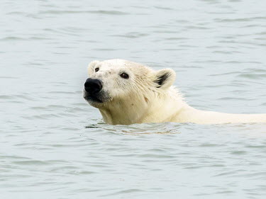 Polar bear - Norway Polar bear,Ursus maritimus,Chordates,Chordata,Bears,Ursidae,Mammalia,Mammals,Carnivores,Carnivora,Ours Blanc,Ours Polaire,Oso Polar,Snow and ice,North America,Europe,maritimus,Vulnerable,Carnivorous,T