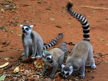 Ring-tailed lemur - Madagascar madagascar,ringtailedlemur,berenty,lemurcatta,toliara,kookr,sonysal70400g,davidcookwildlifephotography,sonyslta77v,2012davidcookwildlifephotographyallrightsreserved,Ring-tailed lemur,Lemur catta,Chor
