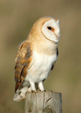 Wildscreen Barn And Owls Or Owl