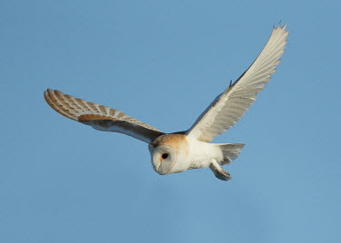 Wildscreen Barn And Owls Or Owl