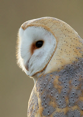 Wildscreen Barn And Owls Or Owl