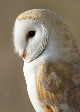 Wildscreen Barn And Owls Or Owl