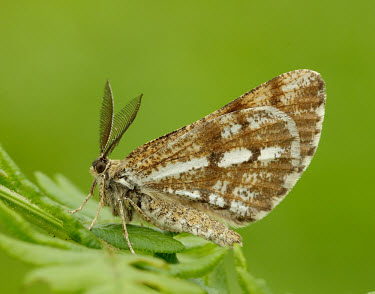 Bordered white Bordered white,pine looper,Animalia,Arthropoda,Insecta,Lepidoptera,Geometridae,Bupalini,Bupalus,Bupalus piniaria,moth,moths