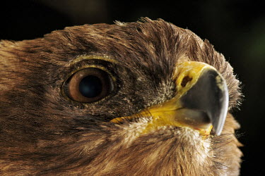 Wahlbergs eagle - Africa Close up,Black background,Birds eye,Portrait,face picture,face shot,nothing,plain background,nothing in background,Plain,blank background,blank,eagle,bird of prey,raptor,bird,birds,Wahlbergs eagle,A