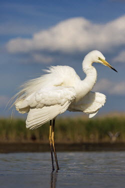 Great egret - Africa egret,bird,birds,Great egret,Casmerodius albus,Ciconiiformes,Herons Ibises Storks and Vultures,Herons, Bitterns,Ardeidae,Chordates,Chordata,Aves,Birds,great white heron,Great white egret,Egretta alba,