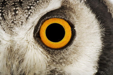 Southern white-faced owl Orange,Orange eyes,Close up,eyes,Eye,Portrait,face picture,face shot,Macro,macrophotography,face,eye colour,Facial portrait,owl,bird of prey,birds,bird,Southern white-faced owl,Ptilopsis granti,Owls,S