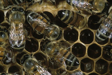 African honey bee worker bees on honey comb - Africa African honey bee,Apis mellifera adansonii