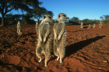 Group of meerkats warm up in the early morning sun of winter - Kalahari Desert, Africa Meerkat,Suricata suricatta,Herpestidae,Mongooses, Meerkat,Carnivores,Carnivora,Mammalia,Mammals,Chordates,Chordata,Slender-tailed meerkat,suricate,Subterranean,Sand-dune,Savannah,Africa,Terrestrial,De