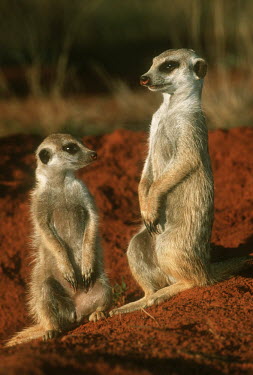 Pair of meerkats standing guard - Kalahari Desert, Africa Meerkat,Suricata suricatta,Herpestidae,Mongooses, Meerkat,Carnivores,Carnivora,Mammalia,Mammals,Chordates,Chordata,Slender-tailed meerkat,suricate,Subterranean,Sand-dune,Savannah,Africa,Terrestrial,De