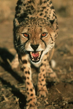 Cheetah snarling - Africa negative,sad,snarl,Growl,snarling,growling,Carnivorous,Carnivore,carnivores,communication,Communicating,Portrait,face picture,face shot,Angry,anger,angered,guarded,guard,danger,Defensive,defense,prote