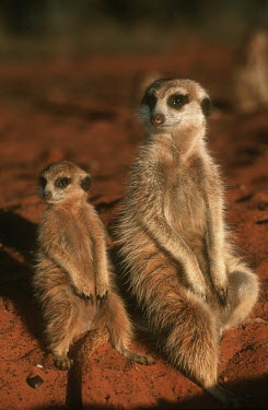 Mother and juvenile meerkat warming up in the early morning sun of winter - Kalahari Desert, Africa family,aware,on-edge,on edge,cautious,Alert,Basking,sunbathing,bask,sunbathe,resting,rested,rest,Meerkat,Suricata suricatta,Herpestidae,Mongooses, Meerkat,Carnivores,Carnivora,Mammalia,Mammals,Chordat