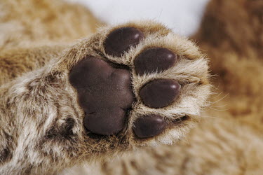 Lion cub paw studio shot with a white background - Africa Lion,Panthera leo,Felidae,Cats,Mammalia,Mammals,Carnivores,Carnivora,Chordates,Chordata,Lion d'Afrique,León,leo,Animalia,Savannah,Africa,Scrub,Appendix II,Asia,Panthera,Vulnerable,Desert,Terrestrial,