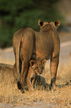 Lion cub standing under mother - Botswana Lion,Panthera leo,Felidae,Cats,Mammalia,Mammals,Carnivores,Carnivora,Chordates,Chordata,Lion d'Afrique,León,leo,Animalia,Savannah,Africa,Scrub,Appendix II,Asia,Panthera,Vulnerable,Desert,Terrestrial,