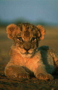 One month old lion cub portrait - Africa Lion,Panthera leo,Felidae,Cats,Mammalia,Mammals,Carnivores,Carnivora,Chordates,Chordata,Lion d'Afrique,León,leo,Animalia,Savannah,Africa,Scrub,Appendix II,Asia,Panthera,Vulnerable,Desert,Terrestrial,