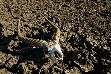 Lechwe horns on the dried out plains of Kafue flats - Zambia Floodwater,Rains,Parched,Dried,Cracked land,Mud,Landscape,Seasonal,River flats,Horns,Skull,Antelope,Drought