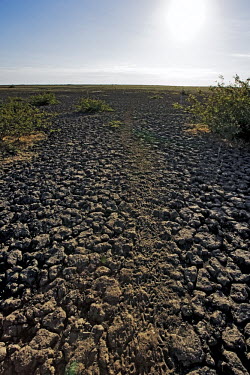 Dry cracked and parched Kafue River flats - Zambia Floodwater,Rains,Parched,Dried,Cracked land,Mud,Landscape,Seasonal,River flats