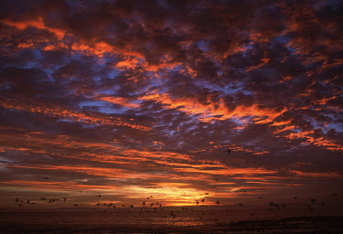 A sunrise on Dassen Island - Dassen Island, South Africa Sunset,Red,Colour,Birds,Flying,Coastal,Dramat,Cloud formation,Island