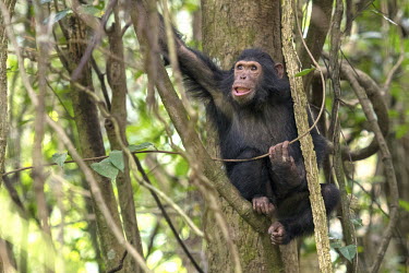 Adolescent chimpanzee sitting in a tree - Tanzania Chimpanzee,Pan troglodytes,Hominids,Hominidae,Chordates,Chordata,Mammalia,Mammals,Primates,Chimpancé,Chimpanzé,Endangered,Africa,Animalia,Tropical,Appendix I,Arboreal,Pan,Terrestrial,Omnivorous,trog