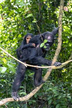 Female carrying a young chimpanzee on her back through the canopy - Tanzania Chimpanzee,Pan troglodytes,Hominids,Hominidae,Chordates,Chordata,Mammalia,Mammals,Primates,Chimpancé,Chimpanzé,Endangered,Africa,Animalia,Tropical,Appendix I,Arboreal,Pan,Terrestrial,Omnivorous,trog