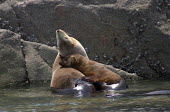 California Sea Lions, Zalophus californianus, in the Gulf of California, Mexico