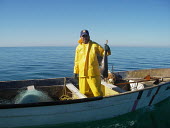 Guitarra (Rhinobatus productus) fishery in Sonora, Mexico