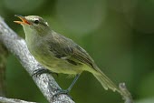 Seychelles warbler Adult,Aves,Birds,Chordates,Chordata,Old World Warblers, Gnatcatchers,Sylviidae,Perching Birds,Passeriformes,sechellensis,Carnivorous,Animalia,Africa,Acrocephalus,Scrub,Flying,Sub-tropical,Terrestrial,