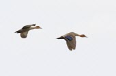 Philippine ducks in flight Locomotion,Flying,Chordates,Chordata,Ducks, Geese, Swans,Anatidae,Waterfowl,Anseriformes,Aves,Birds,Animalia,Tropical,Wetlands,Terrestrial,Ponds and lakes,Coastal,Anas,Vulnerable,Sub-tropical,Asia,Man