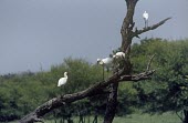 A group of Eurasian spoonbills in a tree Adult,Carnivorous,Least Concern,Asia,Estuary,Mangrove,Threskiornithidae,Africa,Animalia,leucorodia,Flying,Ciconiiformes,Wetlands,Chordata,Platalea,Salt marsh,Aves,Europe,IUCN Red List