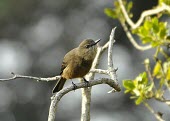 Santa Marta bush-tyrant on a branch Species in habitat shot,Habitat,Adult,Tyrannidae,Carnivorous,Terrestrial,Myiotheretes,Aves,pernix,Flying,Passeriformes,Chordata,Animalia,South America,Endangered,Scrub,IUCN Red List