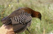 Rufous-faced crake Adult,Rallidae,Aves,Temperate,Gruiformes,Vulnerable,Chordata,xenopterus,South America,Temporary water,Terrestrial,Animalia,Laterallus,IUCN Red List