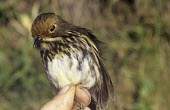 Ochre-fronted antpitta Adult,Flying,Endangered,Carnivorous,Animalia,South America,Tropical,Formicariidae,Terrestrial,Sub-tropical,Aves,Chordata,Passeriformes,ochraceifrons,Grallaricula,IUCN Red List