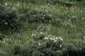 Tibetan Bunting perched on ground Adult,Chordata,Scrub,Asia,Aves,Animalia,koslowi,Terrestrial,Omnivorous,Emberizidae,Flying,Near Threatened,Emberiza,Passeriformes,IUCN Red List