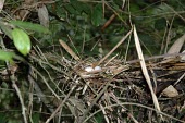 Mindoro bleeding-heart eggs in nest Habitat,Egg,Species in habitat shot,Breeding habitat,Aves,Omnivorous,Asia,Chordata,Columbidae,Flying,Critically Endangered,Terrestrial,Columbiformes,Tropical,Animalia,platenae,Gallicolumba,Sub-tropica