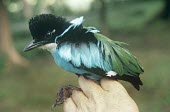 Azure-breasted pitta, in hand Adult,Vulnerable,Pitta,Aves,Asia,Animalia,steerii,Carnivorous,Passeriformes,Terrestrial,Pittidae,Sub-tropical,Chordata,IUCN Red List