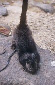 Panay bushy-tailed cloud rat Adult,Threats to existence,Chordates,Chordata,Mammalia,Mammals,Rodents,Rodentia,Rats, Mice, Voles and Lemmings,Muridae,Animalia,heaneyi,Endangered,Herbivorous,Forest,Asia,Arboreal,Crateromys,IUCN Red