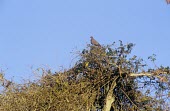 Plain pigeon in tree Habitat,Species in habitat shot,Pigeons, Doves,Columbidae,Pigeons and Doves,Columbiformes,Aves,Birds,Chordates,Chordata,North America,Herbivorous,inornata,Sub-tropical,Animalia,Agricultural,Flying,Pat